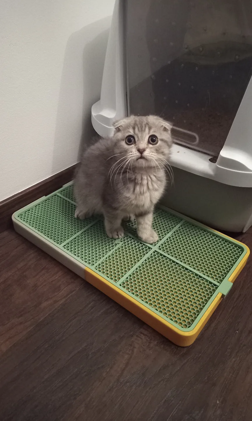 Cat Litter Mat (with Tray)