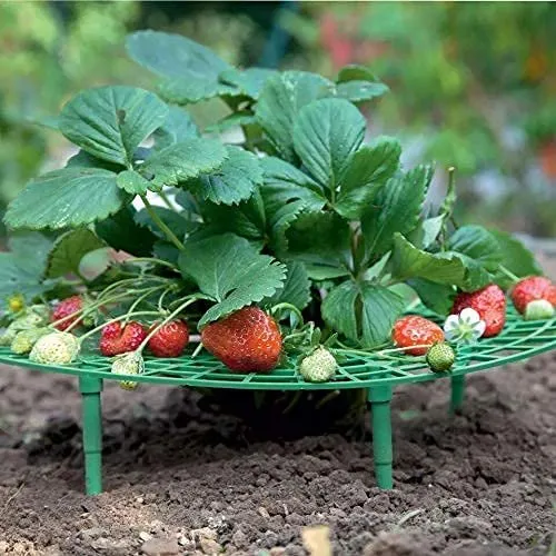 Strawberry Growing Support